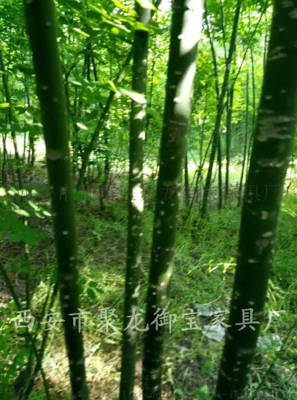 西安速生國槐批發，速生國槐樹苗價格，聚龍御寶供應