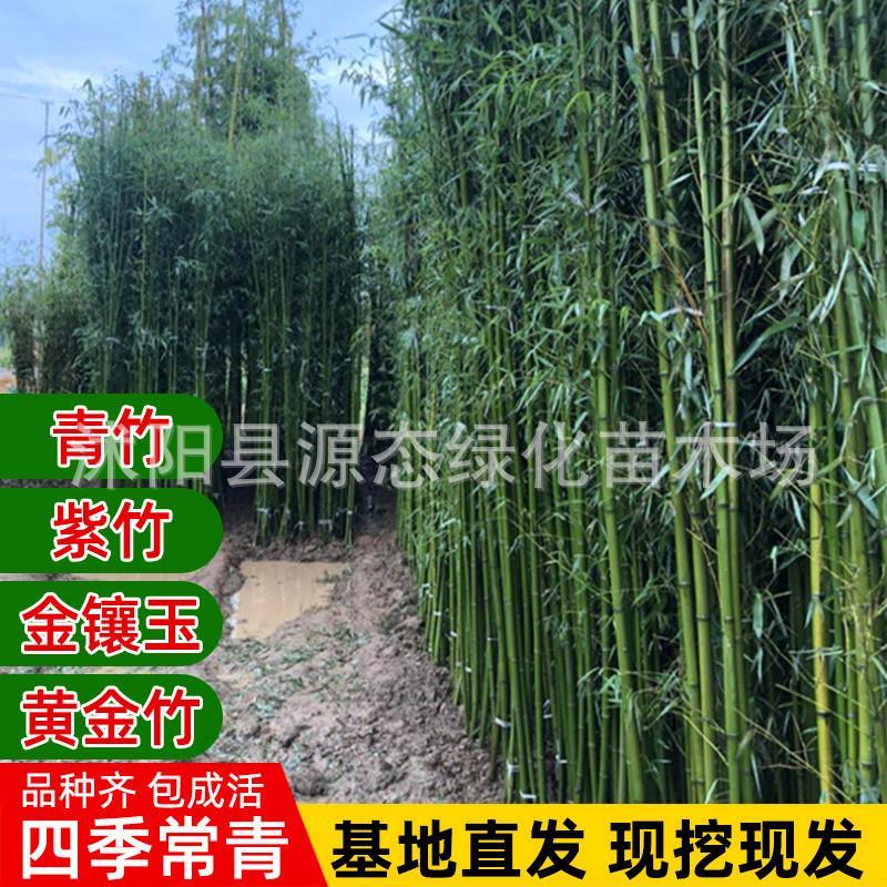 紫竹苗青竹苗金鑲玉樹(shù)苗羅漢竹樹(shù)苗庭院圍墻竹子樹(shù)苗 裝飾 觀賞