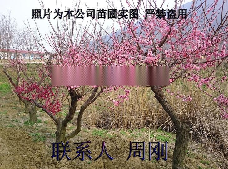 蘇州梅花樹(shù)種植基地、光福香雪海梅花、別墅綠化苗木、梅花樹(shù)苗圃、大型梅園基地