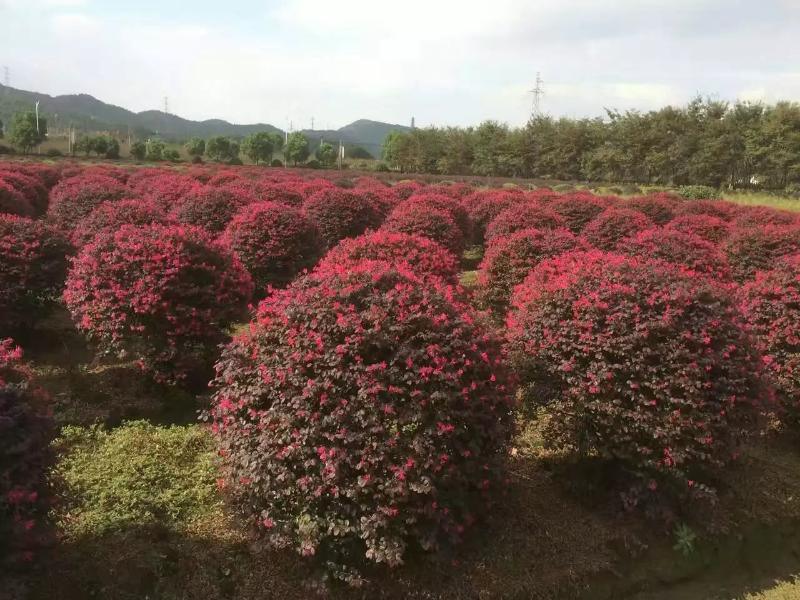 安徽合肥哪里紅花繼木球價格便宜質(zhì)量好？  肥西長綠苗圃供應(yīng)商