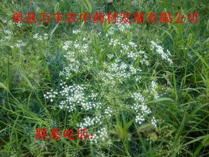 防風種苗量大從優質量保證