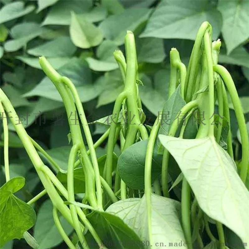 開(kāi)封優(yōu)質(zhì)脫毒紅薯苗種植基地