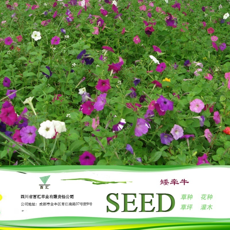 四川花種 成都種子 矮牽?；ǚN子【百匯草業】