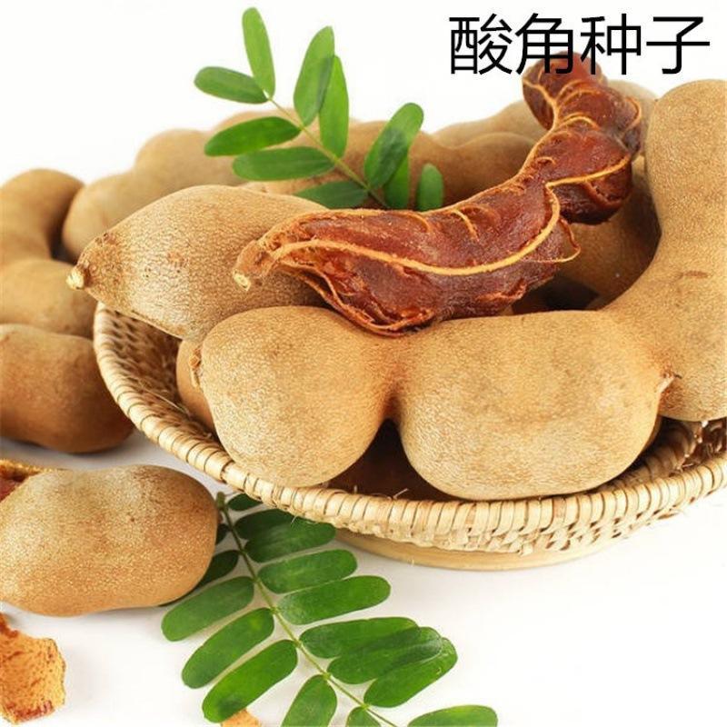批發酸角種子 優質酸豆籽羅望子酸梅 木罕 甜目坎麻夯種 甜角包郵