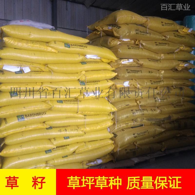 邊坡草籽批發(fā)價(jià)格成都護(hù)坡草種多少錢一公斤