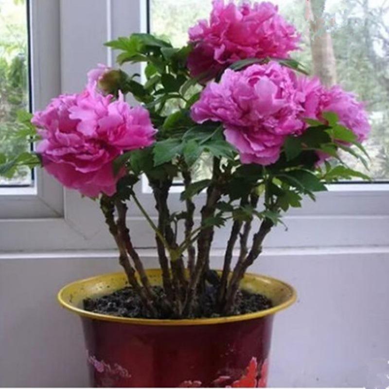 大王牡丹花帶芽發(fā)貨盆栽多分枝5年洛陽花卉植物室內(nèi)庭院陽臺(tái)四季