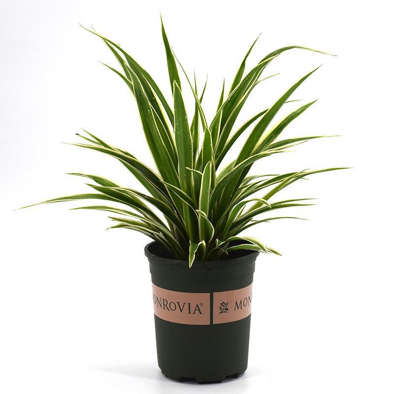陽臺(tái)室內(nèi)綠植物花卉金邊金心青葉吊蘭盆栽辦公桌面帶盆載四季常青